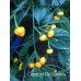 Capezzoli De Scimmia Pepper Seeds Capezzoli De Scimmia Pepper Seeds