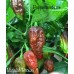 Nagalah Brown Pepper Seeds Nagalah Brown Pepper Seeds