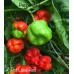 7-Pot Lava Red Pepper Seeds