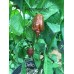 Defko Pepper Seeds Defko Pepper Seeds