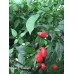 Black Cuban Pepper Seeds Black Cuban Pepper Seeds