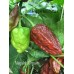 Nagalah Brown Pepper Seeds Nagalah Brown Pepper Seeds