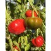 Corazon Pepper Seeds