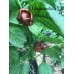 Defko Pepper Seeds Defko Pepper Seeds