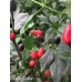 Black Cuban Pepper Seeds Black Cuban Pepper Seeds