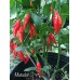 Matador Pepper Seeds 