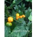 Capezzoli De Scimmia Pepper Seeds Capezzoli De Scimmia Pepper Seeds