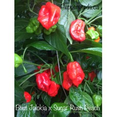 Bhut Jolokia x Sugar Rush Peach Pepper Seeds 