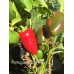 Portuguese Goat Heart Pepper Seeds 