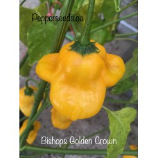 Bishops Golden Crown Pepper Seeds 