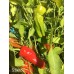 Stavro's Pepper Seeds 