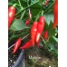 Matador Pepper Seeds 