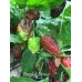 Nagalah Brown Pepper Seeds Nagalah Brown Pepper Seeds