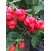 7-Pot Lava Red Pepper Seeds