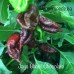 Jays Ghost Pepper Chocolate Pepper Seeds