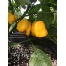 7-Pot Primo Yellow Pepper Seeds 7-Pot Primo Yellow Pepper Seeds