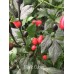 Black Cuban Pepper Seeds Black Cuban Pepper Seeds