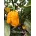7-Pot Primo Yellow Pepper Seeds 7-Pot Primo Yellow Pepper Seeds