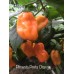 Pimenta Preta Orange Pepper Seeds 