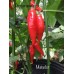 Matador Pepper Seeds 