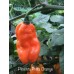 Pimenta Preta Orange Pepper Seeds 