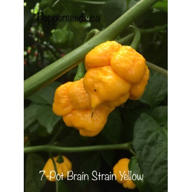 7pot Braincstrain yellow