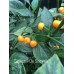 Capezzoli De Scimmia Pepper Seeds Capezzoli De Scimmia Pepper Seeds