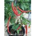 Joes Long Cayenne Pepper Seeds Joes Long Cayenne Pepper Seeds