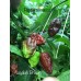 Nagalah Brown Pepper Seeds Nagalah Brown Pepper Seeds