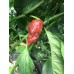 Defko Pepper Seeds Defko Pepper Seeds