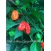 Bhut Jolokia x Sugar Rush Peach Pepper Seeds Bhut Jolokia x Sugar Rush Peach Pepper Seeds