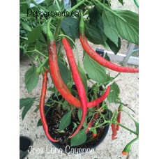 Joes Long Cayenne Pepper Seeds Joes Long Cayenne Pepper Seeds