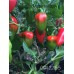 CGN 22155 Pepper Seeds 