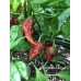 Nagalah Brown Pepper Seeds Nagalah Brown Pepper Seeds