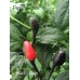 Black Cuban Pepper Seeds Black Cuban Pepper Seeds