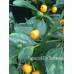 Capezzoli De Scimmia Pepper Seeds Capezzoli De Scimmia Pepper Seeds