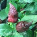 Jays Ghost Pepper Chocolate Pepper Seeds
