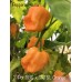 7-Pot Bubble Gum x SRTSL Orange Pepper Seeds 