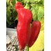 Antillais 14.5 Pepper Seeds 