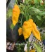 Bhut Jolokia Yellow Pepper