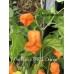 7-Pot Bubble Gum x SRTSL Orange Pepper Seeds 