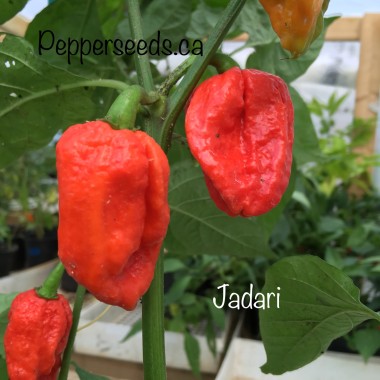Jadari Pepper Seeds