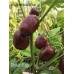 Brown Egg Pepper Seeds