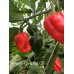 Pimento Chris Fat CP Pepper Seeds Pimento Chris Fat CP Pepper Seeds