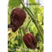 7-Pot Brain Strain Chocolate Pepper Seeds 7-Pot Brain Strain Chocolate Pepper Seeds