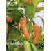 Peach Wasp Pepper Seeds Peach Wasp Pepper Seeds