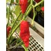 Shabu-Shabu Pepper Seeds Shabu-Shabu Pepper Seeds