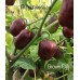 Brown Egg Pepper Seeds