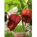 Mad balls Chocolate Cross Pepper Seeds Mad balls Chocolate Cross Pepper Seeds