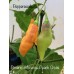 Pimento Moranga Peach Cross Pepper Seeds 